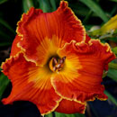 Heavenly The Great Pumpkin Daylily